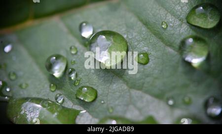 Rosée ou gouttes de pluie limpides sur la feuille verte Banque D'Images