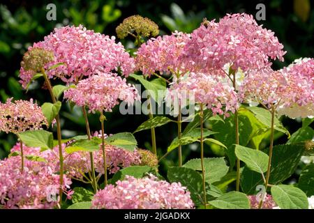 Hortensia à feuilles géantes, hortensia français, hortensia à tête de serpillère, Hytensia macrophylla, têtes de fleurs, Rose, hortensia lisse, jardin, fleurs, hortengeas Banque D'Images