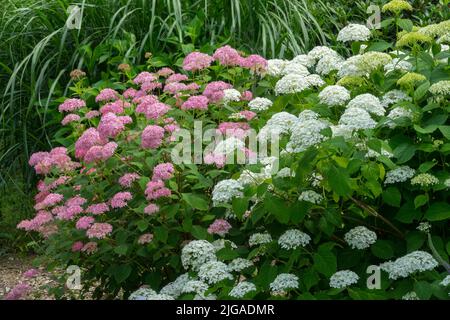 Hortensia arborescens, Hortensia Annabelle, jardin, fleurs, Miscanthus, Blanc, Rose, floraison, Hortensia, Annabelle Banque D'Images