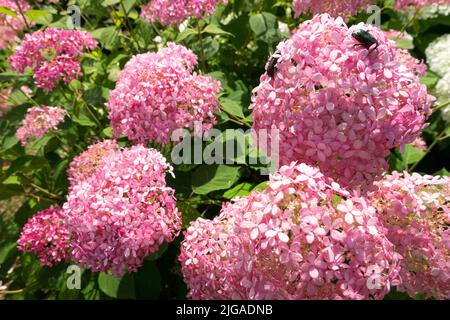 Fleurs d'Hortensia « Annabelle rose » Banque D'Images