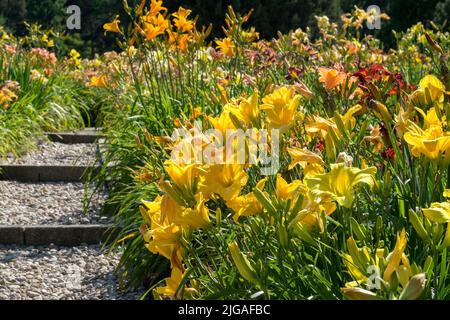 Naylys colorés bordant le chemin de gravier dans la combinaison de jardin Banque D'Images