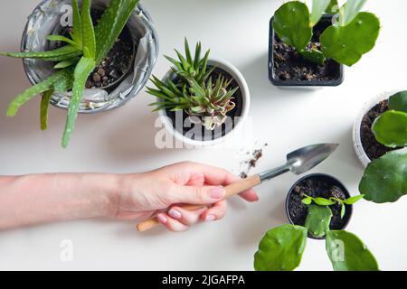 aloe vera et succulents avec cactus en pots. femme main tenant la pelle sur fond de bois clair Banque D'Images