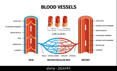 Infographie réaliste sur les vaisseaux sanguins artères veines avec veine capillaire artère et microcerculaire descriptions de lit illustration vectorielle Illustration de Vecteur