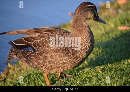 Vue latérale femelle du canard noir du Pacifique (Anas superciliosa) Banque D'Images