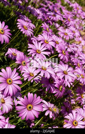 Grandes fleurs d'Osteospermum rose ressemblant à des marguerites Banque D'Images