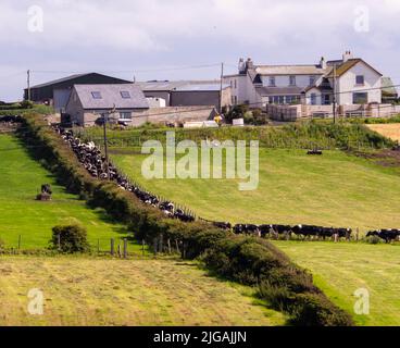 Giants Causeway Farm avec le troupeau de vaches se dirigeant vers l'intérieur pour la séance de traite en début de soirée Banque D'Images