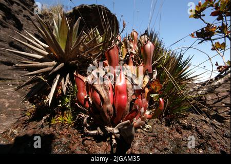 Carnivore (Heliamphora nutans) sur Roraima tepui, Venezuela Banque D'Images