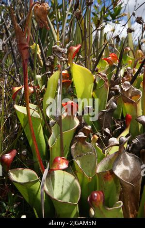 Carnivore carnivore (Heliamphora heterodoxa) dans le Gran Sabana, Venezuela Banque D'Images