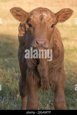 Veau brun nouveau-né, âgé de moins d'une semaine, debout devant la caméra. Farm, Queensland, Australie. Très jeune et instable. Banque D'Images