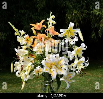 Bouquet de lys jaunes et oranges auratum, Monsieur cas, Lady Alice et glaïeuls (jardin du ruisseau de l'église 2022) Banque D'Images