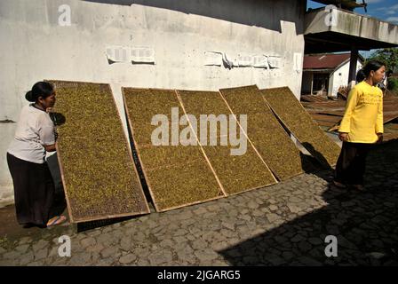 Les femmes séchant du tabac sur le côté d'une route rurale à Temanggung, Central Java, Indonésie. « Environ six millions de personnes ont eu recours au tabac pour leur subsistance », a déclaré Budidoyo, chef de l'AMTI (Alliance de la société indonésienne du tabac), comme l'a cité CNBC Indonésie sur 10 juin 2021. Avec 197,25 000 tonnes métriques, l'Indonésie est classée sixième sur la liste des principaux pays producteurs de tabac en 2019, sous la Chine, l'Inde, le Brésil, le Zimbabwe et les États-Unis, Selon Statista. Banque D'Images