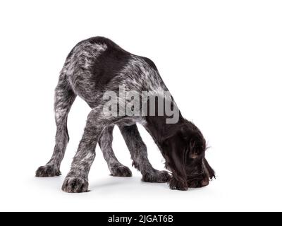 Jeune chien-pointeur allemand brun et blanc à poil dur, encirant sur le sol. Isolé sur un fond blanc. Banque D'Images