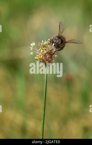L'abeille pollinisant une fleur. La pollinisation est une partie essentielle de la reproduction végétale. Banque D'Images