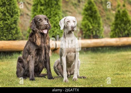 Magnifiques chiens en été. Retriever à plat brun et Weimarane sur un pré d'été. Saison de chasse. Pointeur et nouvel essai. Banque D'Images