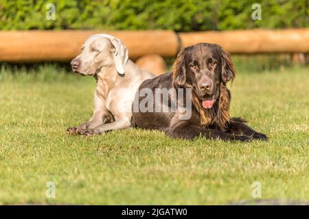 Magnifiques chiens en été. Retriever à plat brun et Weimarane sur un pré d'été. Saison de chasse. Pointeur et nouvel essai. Banque D'Images
