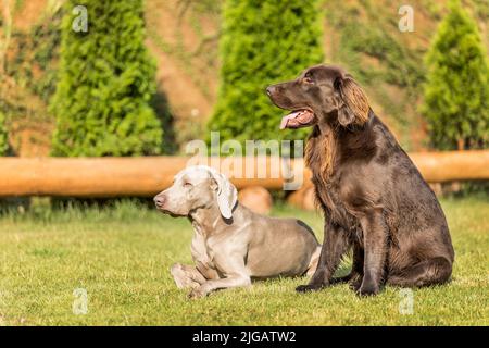 Magnifiques chiens en été. Retriever à plat brun et Weimarane sur un pré d'été. Saison de chasse. Pointeur et nouvel essai. Banque D'Images