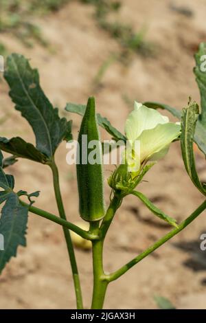 Okro ou Okra Abelmoschus esculentus ou Lady Finger contient des quantités assez bonnes de fibres, dont la moitié est explicable sous forme d'époxydes Banque D'Images