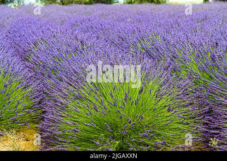 Le lavandin forme généralement des fleurs plus grandes et beaucoup plus nombreuses que le vrai lavande, comme on le voit ici dans un champ près de Gignac, en France. Un avantage décisif pour l'industrie est également le rendement presque six fois plus élevé en huiles essentielles que fournit le lavandin : environ 40 kilogrammes de panicules de fleurs de lavandin suffisent pour obtenir la même quantité d'huile que environ 150 kilogrammes de vrai lavande. Alors que pour la vraie lavande, les cultivateurs doivent attendre deux à quatre ans pour la première récolte, l'extraction d'huile à partir des champs de lavandin peut commencer dès la première année. Banque D'Images