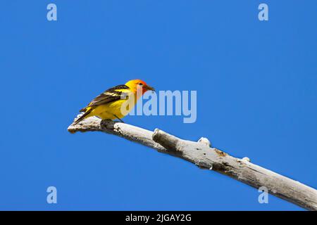 WESTERN Tanager (Piranga ludoviciana), réserve naturelle nationale de Malheur, Oregon Banque D'Images