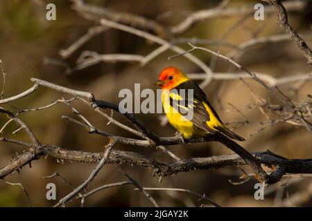 WESTERN Tanager (Piranga ludoviciana), réserve naturelle nationale de Malheur, Oregon Banque D'Images