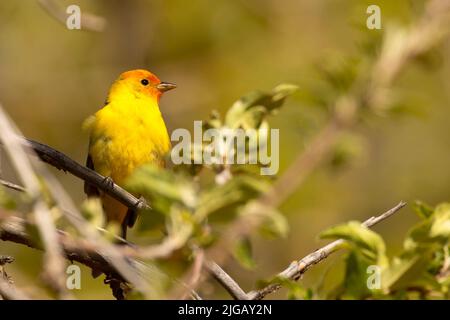 WESTERN Tanager (Piranga ludoviciana), réserve naturelle nationale de Malheur, Oregon Banque D'Images