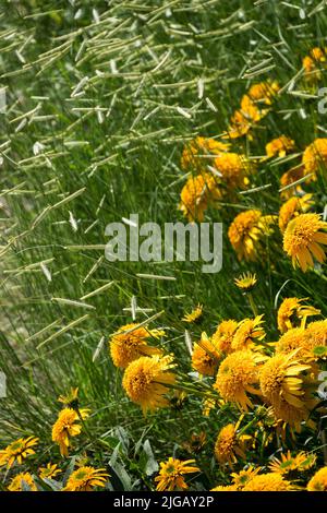 Été, saison, plantes, vivaces, jaune, Fleurs conées, échinacée, Beauté, jardin, herbe Bouteloua gracilis 'Blonde ambition' Banque D'Images