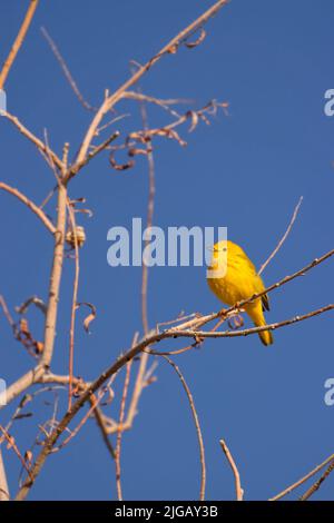 Paruline jaune (Setophaga petéchia), réserve naturelle nationale de Malheur, Oregon Banque D'Images