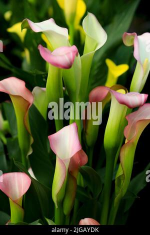 Les plantes colorées de Zantedeschia Rehmannii dans le jardin sous le soleil Banque D'Images