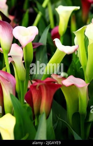 Les plantes colorées de Zantedeschia Rehmannii dans le jardin sous le soleil Banque D'Images