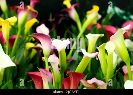 Les plantes colorées de Zantedeschia Rehmannii dans le jardin sous le soleil Banque D'Images