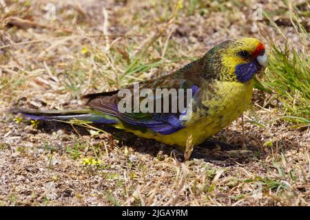 Rose verte (Platycercus caledonicus), perroquet à large queue, oiseau sur la Tasmanie Banque D'Images