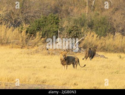 Lions (Panthera leo) sur savane ouverte Banque D'Images