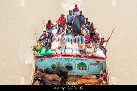 Beaucoup de vaches viennent de différents districts du Bangladesh à Dhaka ville en bateau devant Eid-al Adha, ce festival de musulmans sacrifient des vaches an Banque D'Images
