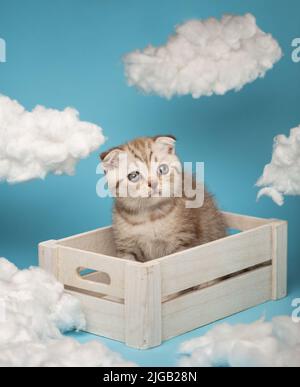 Un joli chaton rayé de race écossaise brun clair avec des yeux verts est placé dans une boîte en bois et regarde timidement loin. Fond bleu, installation du ciel Banque D'Images