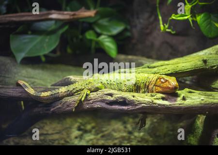 Un iguana vert (iguana iguana) dormant sur une branche d'arbre Banque D'Images