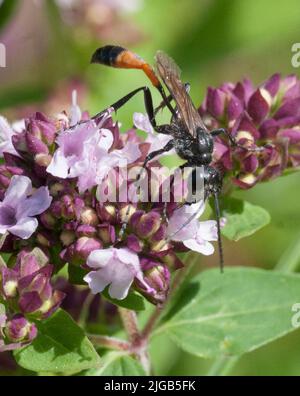 AMMOPHILA SABULOSA guêpe de sable à bandes rouges Banque D'Images