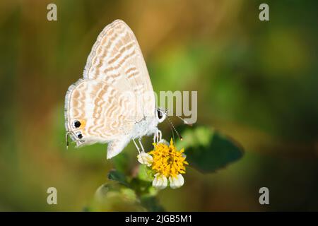 Petit papillon bleu sur une fleur, Lampides Boeticus Banque D'Images