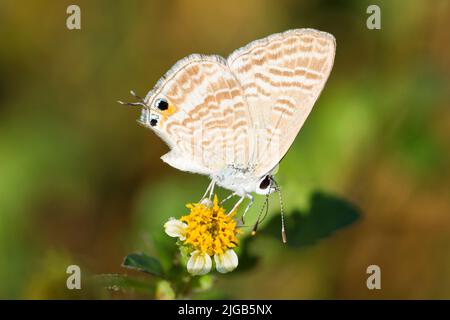 Petit papillon bleu sur une fleur, Lampides Boeticus Banque D'Images