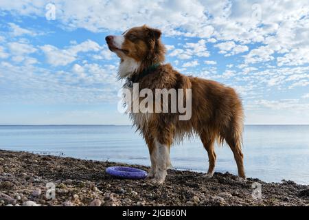 Aussie Puppy de couleur chocolat se dresse au bord du lac sur fond de ciel bleu avec des nuages blancs. Chien de race sur la plage. AF chien Berger australien humide Banque D'Images