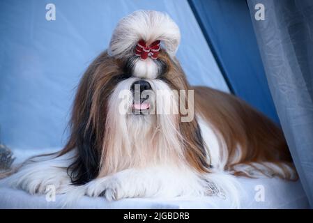 Un chien Shih Tzu avec un joli noeud rouge sur sa tête se trouve sous une verrière bleue et regarde au loin. Portrait. Gros plan. Banque D'Images