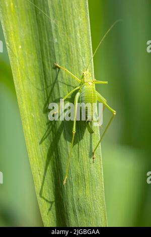 Gros plan pf un buisson-cricket tacheté, Leptophyes punctatissima Banque D'Images