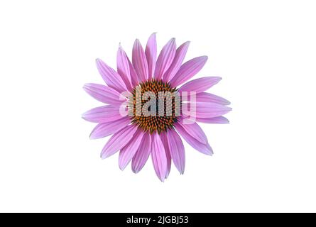 Fleur de conefères pourpre de l'est (Echinacea purpurea), isolée sur fond blanc Banque D'Images