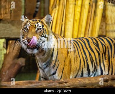 Tigre de Sumatran (Panthera tigris sumatrae), espèce de tigre rare qui habite l'île indonésienne de Sumatra Banque D'Images