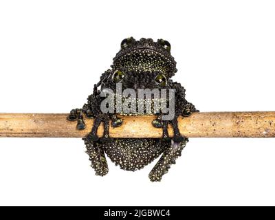 Deux grenouilles Mossy alias Theloderma corticale, assis l'une sur l'autre sur un bâton de bois montrant le ventre. Isolé sur un fond blanc. Banque D'Images