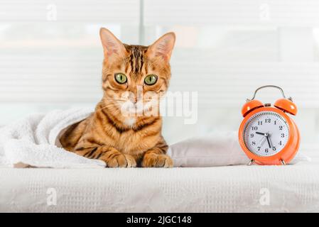 Le chat dort sur le lit et se réveille avec un réveil. Concept de sommeil sain. Banque D'Images