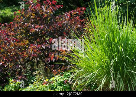 Redbud Cersis canadensis arbre Cersis 'Forest Pansy' Violet Cersis canadensis 'Forest Pansy' dans le jardin herbe ornementale Erianthus ravennae ou Saccharum Banque D'Images