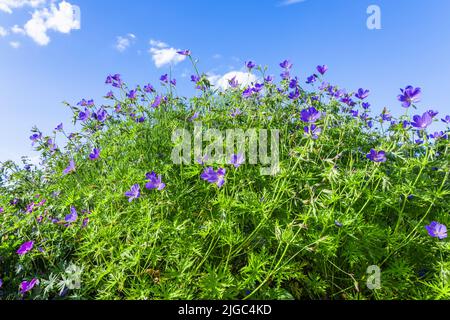 Fleurs violettes de géranium pratense fleurissent dans le jardin d'été Banque D'Images