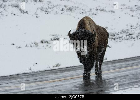 Bison marchant sur la route à Yellowstone Banque D'Images