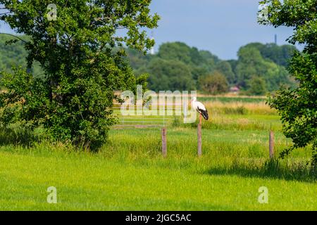 un cigognes se trouve sur un poste de clôture au milieu des champs Banque D'Images