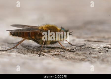 Mise au point sélective détaillée sur une mouche à stiletto macro commune, Thereva nobilitata assise sur bois dans le jardin Banque D'Images